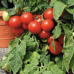 Tomato de struguri de stejar și descrierea soiului, recenzii, fotografie de tomate și tufișuri