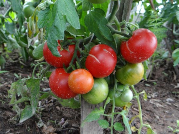 Tomato de struguri de stejar și descrierea soiului, recenzii, fotografie de tomate și tufișuri