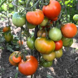 Tomato de struguri de stejar și descrierea soiului, recenzii, fotografie de tomate și tufișuri