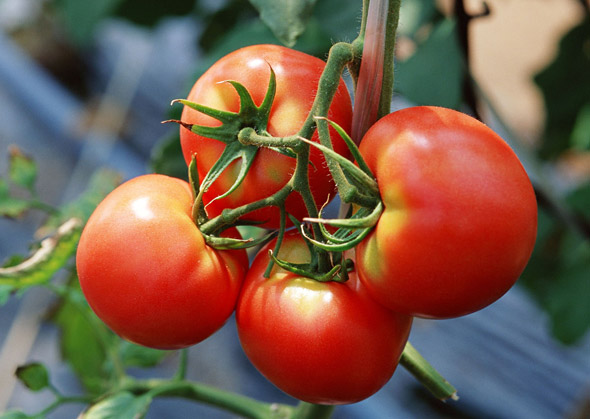 Tomato de struguri de stejar și descrierea soiului, recenzii, fotografie de tomate și tufișuri