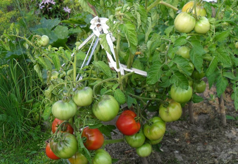 Tomato de caracteristicile stejarului și descrierea soiului, caracteristicile roșiilor, care au plantat, recenzii, clipuri video, fotografii