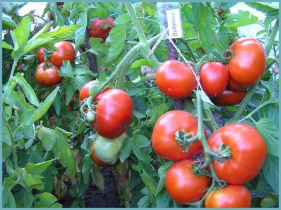 Tomato de struguri de stejar și descrierea soiului, recenzii, fotografie de tomate și tufișuri