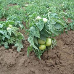 Tomato de struguri de stejar și descrierea soiului, recenzii, fotografie de tomate și tufișuri