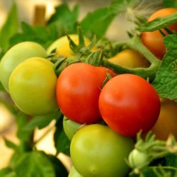 Tomato de struguri de stejar și descrierea soiului, recenzii, fotografie de tomate și tufișuri