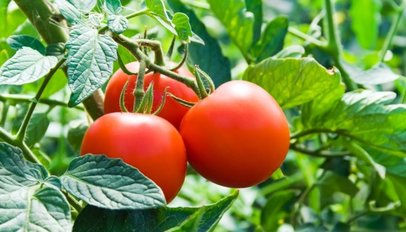 Tomato de caracteristicile stejarului și descrierea soiului, caracteristicile roșiilor, care au plantat, recenzii, clipuri video, fotografii