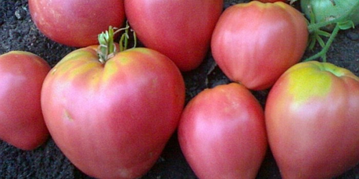 Tomatoes 