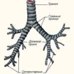 Traheea - aceasta este situația, structura, funcția