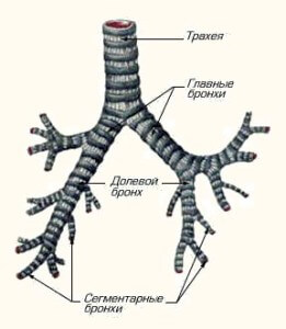 Traheea - aceasta este situația, structura, funcția