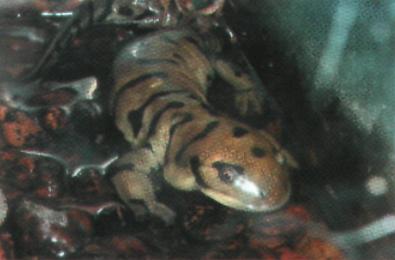 Triton - halhatatlan hihetetlen szalamandra