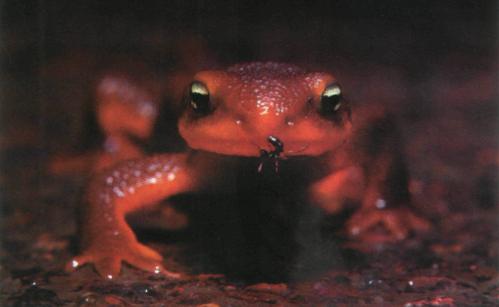 Triton - salamandrul nemuritor incredibil