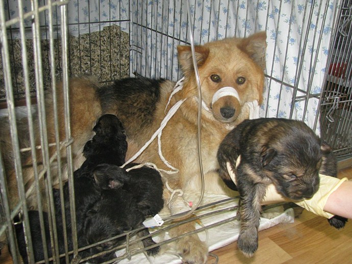 Важко поранена собака не кинула своїх новонароджених щенят
