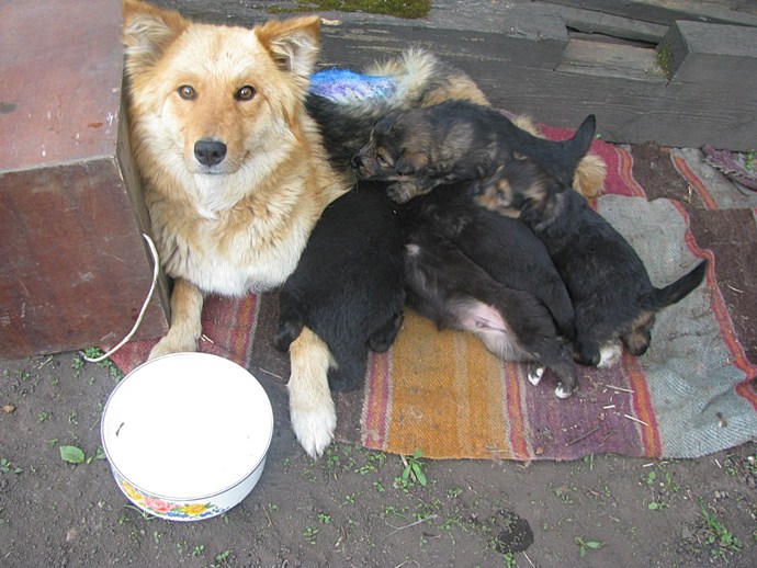 Важко поранена собака не кинула своїх новонароджених щенят