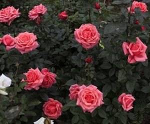 Învățați cum să plantați trandafirii în mod corespunzător