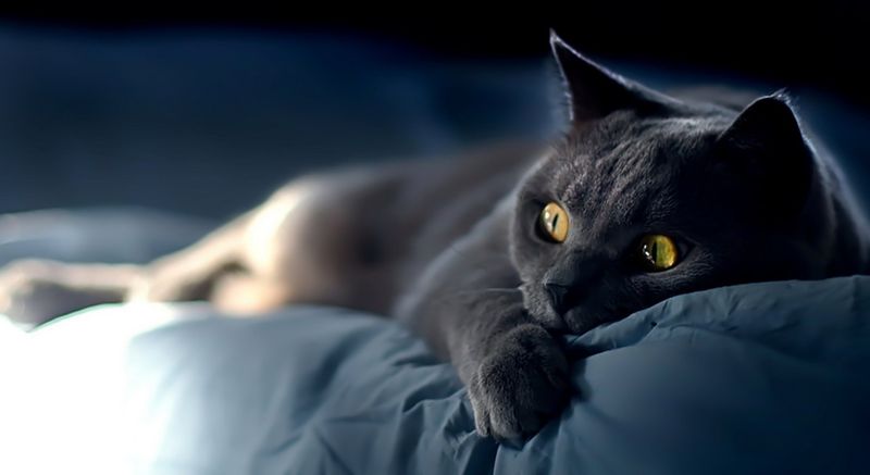 Fapte uimitoare despre intuiția pisicilor