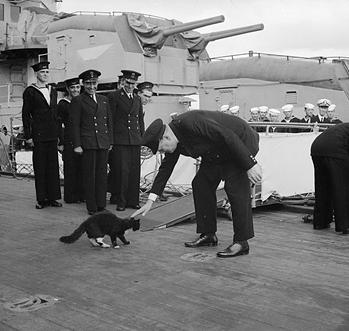 Winston Churchill - katoteka - cel mai interesant despre lumea pisicilor