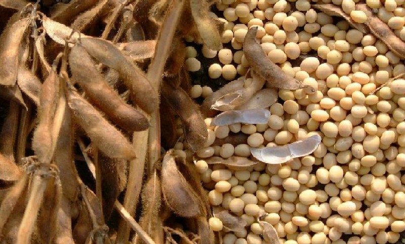Sikeres termesztés A szója farm, új üzleti ötletek, új üzleti ötletek, üzleti ötletek, elképzelések (kis üzleti ötletek) Sikeres termesztés A szója farm, új üzleti ötletek, új üzleti ötletek, üzleti ötletek, elképzelések