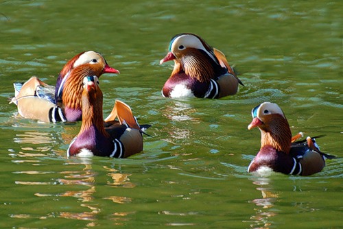 Качка мандаринка (mandarin duck) - найкрасивіша качка