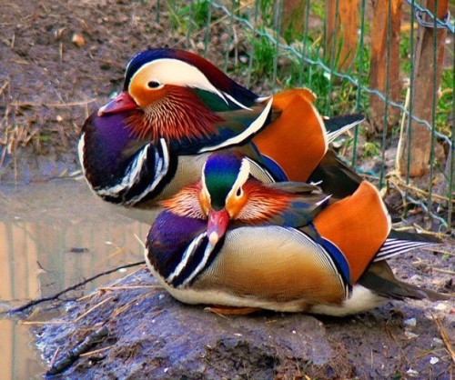 Качка мандаринка (mandarin duck) - найкрасивіша качка