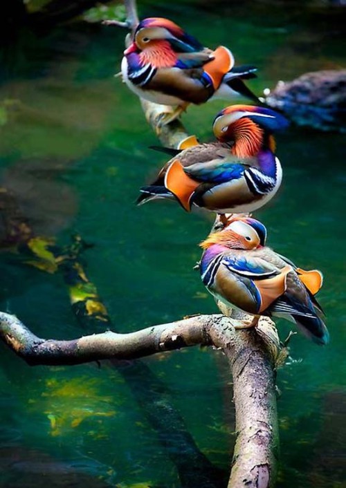 Duck de rață mandarină este cea mai frumoasă rață