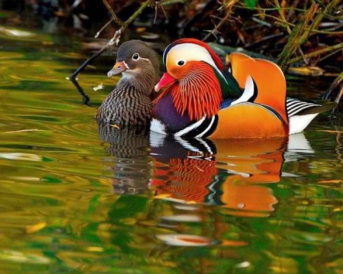 Duck de rață mandarină este cea mai frumoasă rață