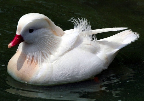 Качка мандаринка (mandarin duck) - найкрасивіша качка