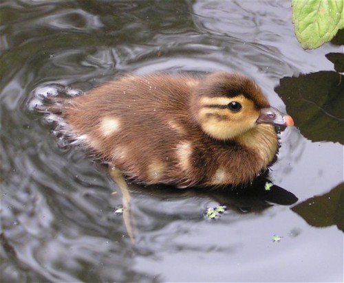 Duck de rață mandarină este cea mai frumoasă rață