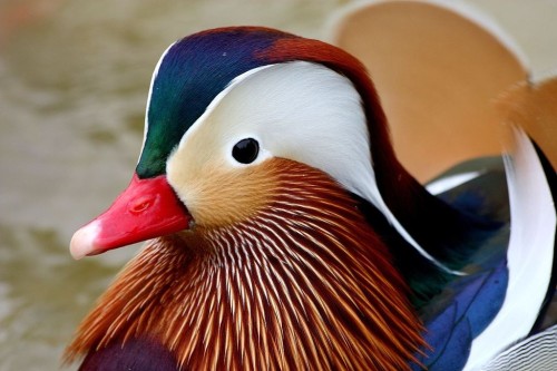 Качка мандаринка (mandarin duck) - найкрасивіша качка