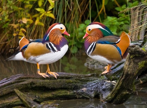 Качка мандаринка (mandarin duck) - найкрасивіша качка