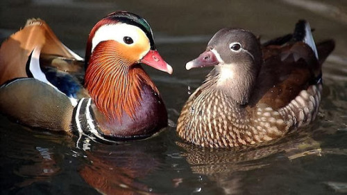 Качка мандаринка (mandarin duck) - найкрасивіша качка