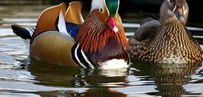 Duck de rață mandarină este cea mai frumoasă rață