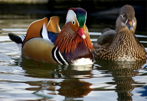 Качка мандаринка (mandarin duck) - найкрасивіша качка