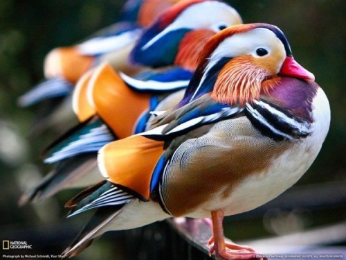 Качка мандаринка (mandarin duck) - найкрасивіша качка