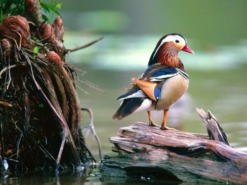 Качка мандаринка (mandarin duck) - найкрасивіша качка