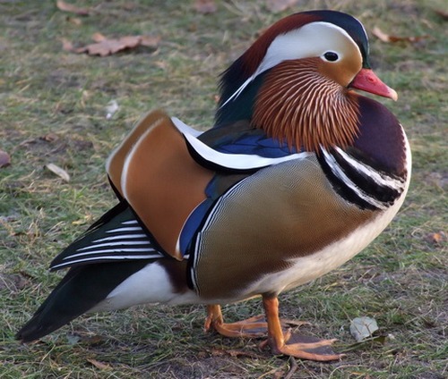 Duck de rață mandarină este cea mai frumoasă rață