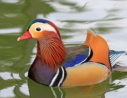 Качка мандаринка (mandarin duck) - найкрасивіша качка