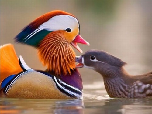 Качка мандаринка (mandarin duck) - найкрасивіша качка