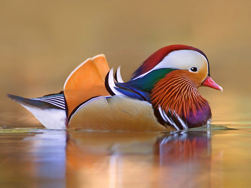 Качка мандаринка (mandarin duck) - найкрасивіша качка