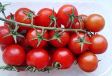 Догляд за помідорами в теплиці після висадки як доглядати, томати в парнику, як правильно і потрібно