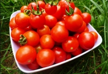 Догляд за помідорами в теплиці після висадки як доглядати, томати в парнику, як правильно і потрібно