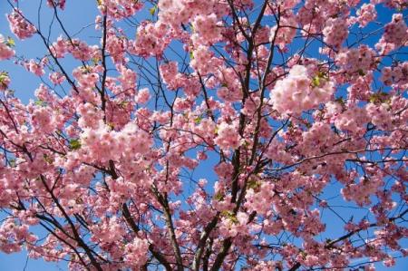 Grijă de Sakura, plante de casă și flori