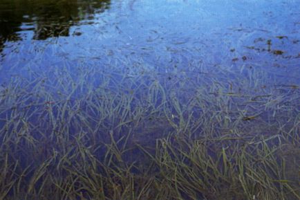 Vallisneria, plantă de acvariu, fotografie, spirală, gigant, nana, american, conținut,