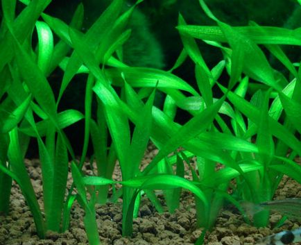 Vallisneria, akvárium növény, fotó, spirál, óriási, Nana, amerikai, tartalom (fotók) Vallisneria, akvárium növény, fotó, spirál, óriási, Nana, amerikai, tartalom,