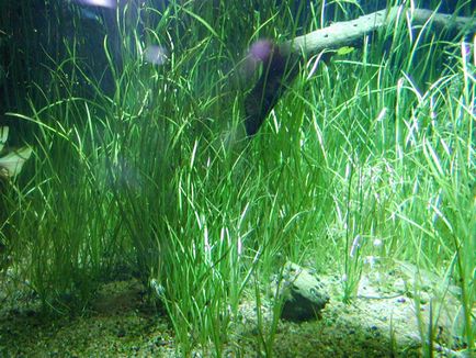 Vallisneria, akvárium növény, fotó, spirál, óriási, Nana, amerikai, tartalom (reprodukció) Vallisneria, akvárium növény, fotó, spirál, óriási, Nana, amerikai, tartalom,