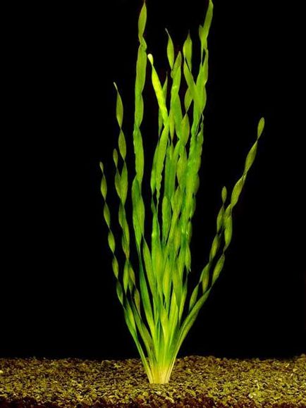 Vallisneria, akvárium növény, fotó, spirál, óriási, Nana, amerikai, tartalom, (ellátás) Vallisneria, akvárium növény, fotó, spirál, óriási, Nana, amerikai, tartalom,