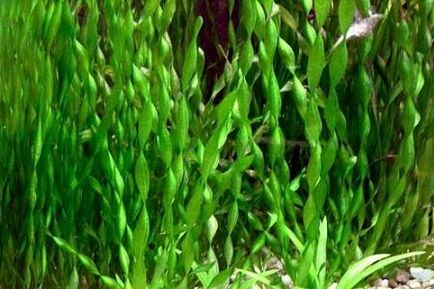 Валліснерія як важливе рослина для всіх акваріумів
