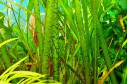 Валліснерія як важливе рослина для всіх акваріумів