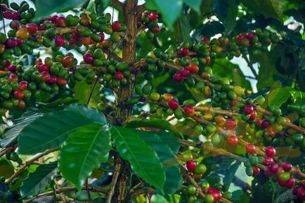 Ön nem lehet közömbös az íze kolumbiai arabica kávé