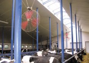 Вентилятор для корвніков, для обдування тварин ВРХ