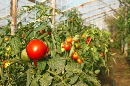 Alege cele mai bune soiuri de tomate pentru seră ce să crească