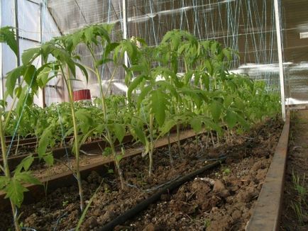 Вибираємо кращі сорти томатів для теплиці які вирощувати